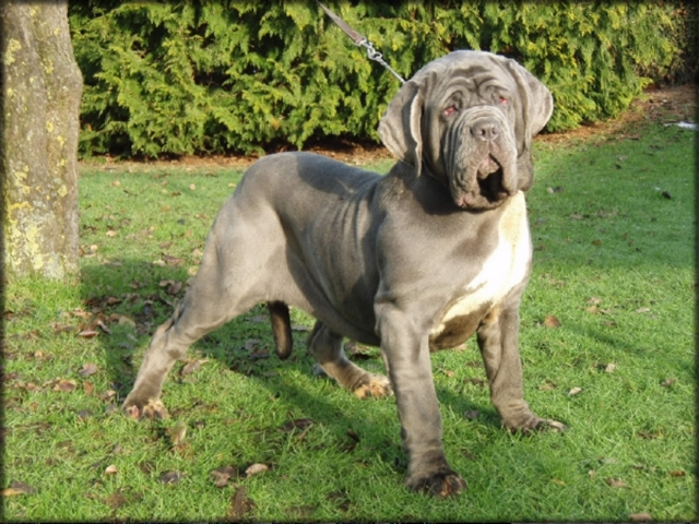 mastino napoletano: Bonnie van de Wiltimana 